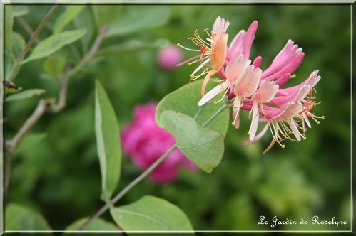 chèvrefeuille Heckrottii 'Goldflame'