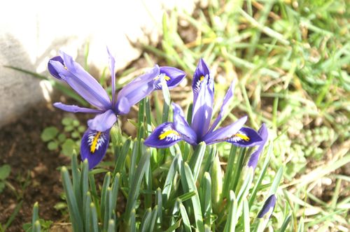 printemps-27-02-10--1-.JPG