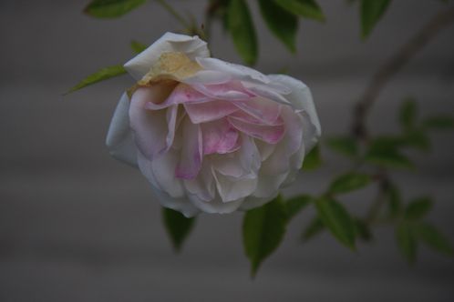 fleur1-copie-2