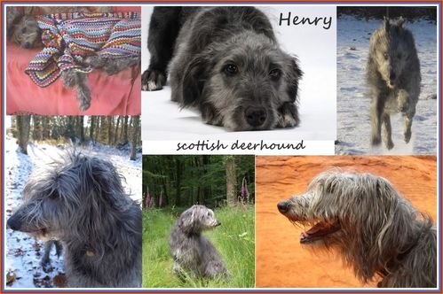 mosaique-scottish-deerhound-henry-pm.jpg