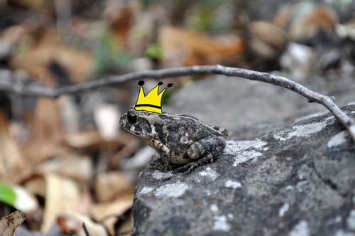 crapaud