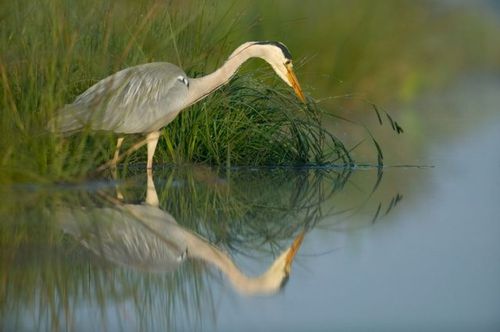 phoca_thumb_l_HVI_heron-cendre.jpg