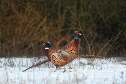 Coq faisan dans la neige photo d'oiseaux de Picardie Amiens Benoit Henrion