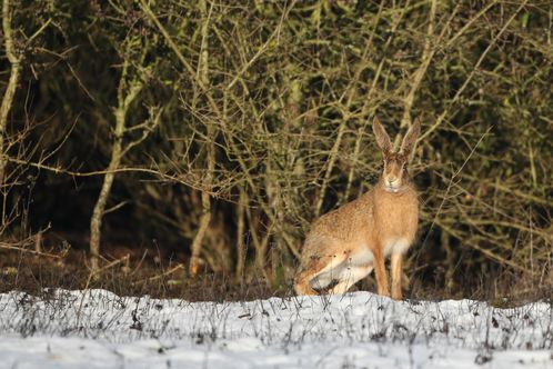 Lièvre dans la neige photo d'animaux de Picardie Amiens Benoit Henrion