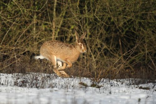 Lièvre dans la neige photo d'animaux de Picardie Amiens Benoit Henrion