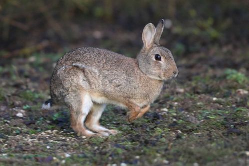 Lapin de garenne qui court photo d'animaux de Picardie Amiens Benoit Henrion Lapin de garenne qui court photo d'animaux de Picardie Amiens Benoit Henrion