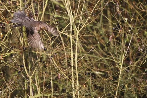 Merle juvénile en vol photo d'oiseaux de Picardie Amiens Benoit Henrion Merle juvénile en vol photo d'oiseaux de Picardie Amiens Benoit Henrion