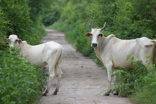 Inde Rajasthan Bharatpur KeoladeoGhanaNationalPark (34)