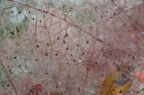 Cotinus-juin-2011 0012