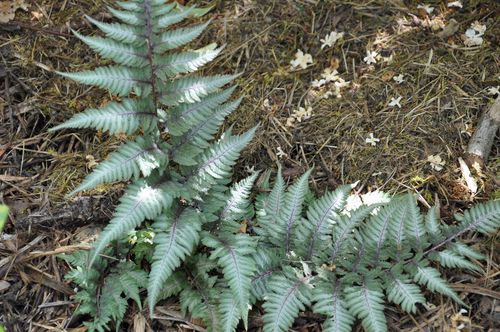 Hostas---fougeres 0186