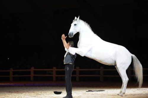 photo salon du cheval el jadida 2012-photo spectac-copie-3