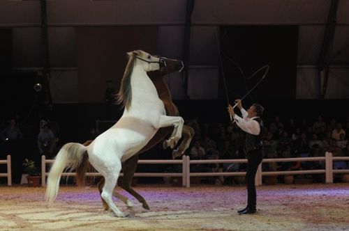 photo salon du cheval el jadida 2012-photo spectac-copie-5