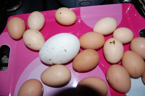oeuf d'oie DSC 0376