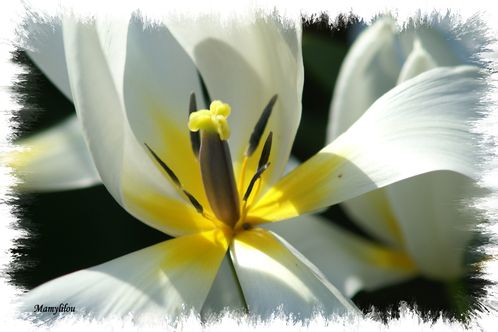 Iris blanche