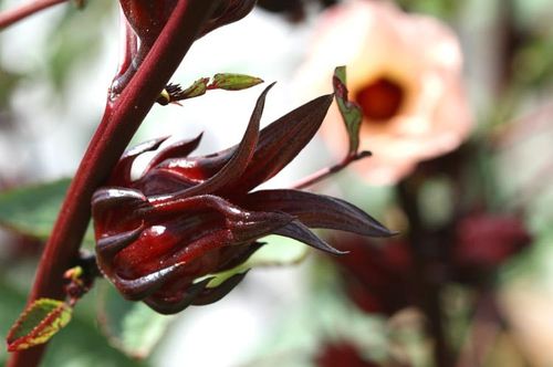 Fleur d'hisbiscus