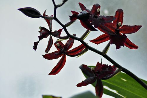 colmanara massai red