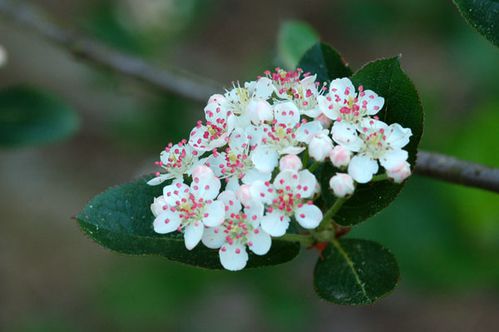 aronia2.jpg