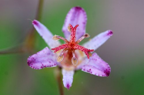 tricyrtis-Hiki-Yuri.jpg