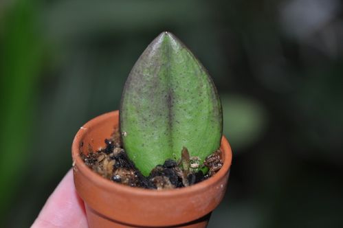 restrepia jani