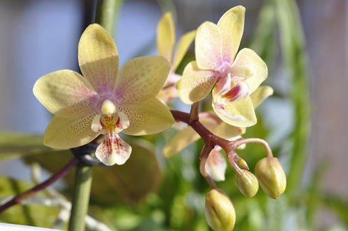 phal-mannandr.jpg