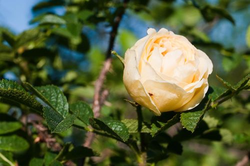 fleurs 1360