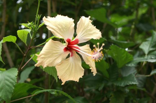 hibiscus.jpg