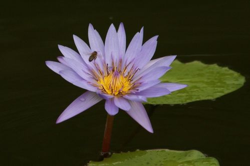 Lotus (11)