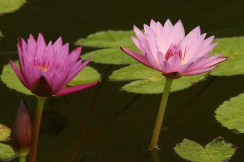 Lotus (15)