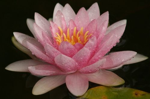 Lotus (23)