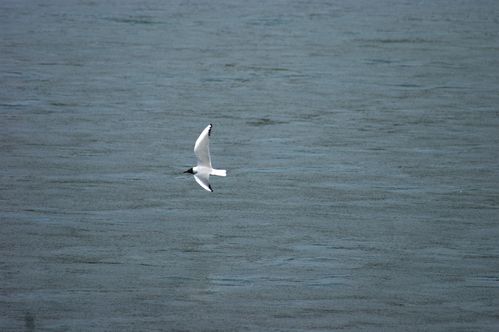 mouette