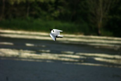 mouette2