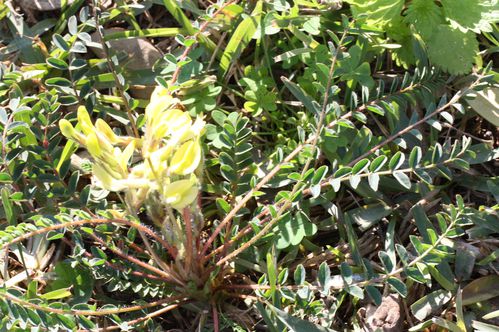 Astragalus-caprinus-4.jpg