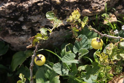 Solanum-sodomaeum-A-El-Khelifa-26-02-2012.JPG