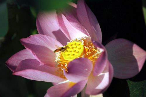 fleurs-de-lotus-4-_1247818299.jpg