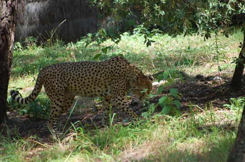 zoo-de-la-palmyre-0297.JPG