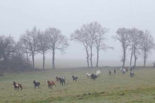 chevaux dans le brouillard 02
