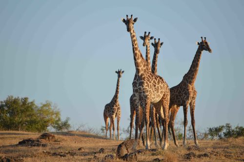 giraffe groupe