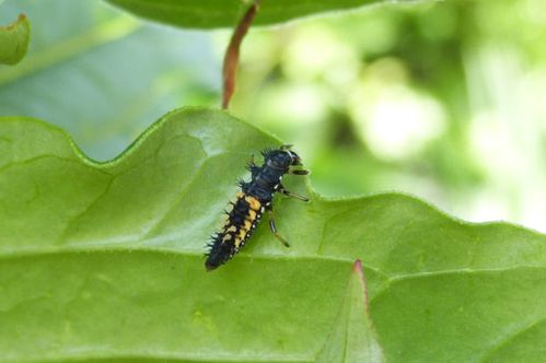 larve de coccinelle