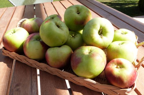 recolte pommes villandry 2012