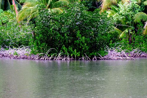 120 mangrove