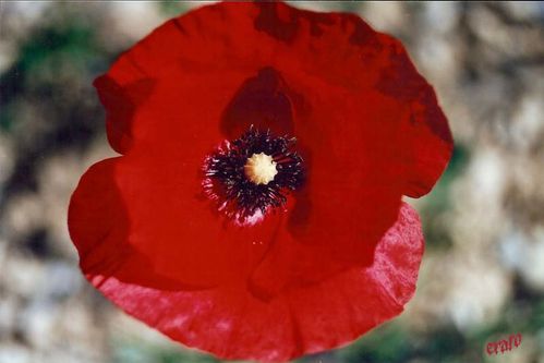 coquelicot-4.jpg