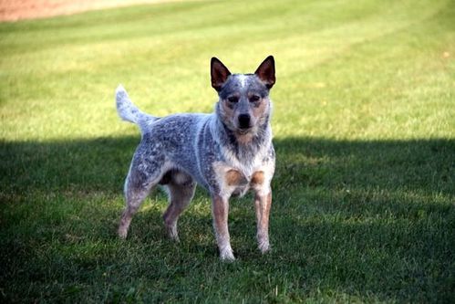animaux 4576