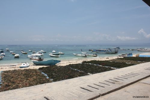 BALI-SUITE 2630-WEB