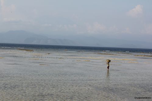 BALI-SUITE 2664-WEB