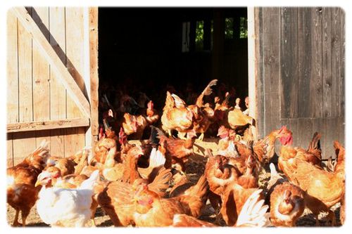 poulet1.jpg