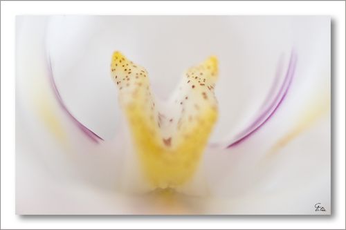 orchidee2.jpg