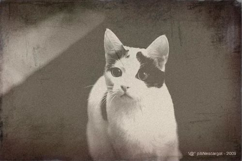 oldphoto timmy