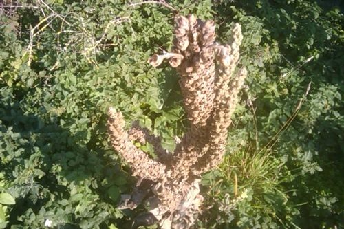 IMAG0857.jpg