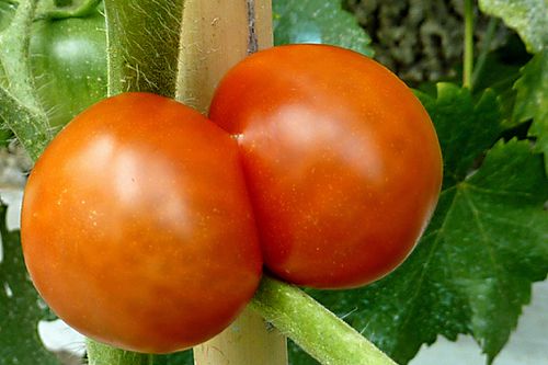 Tomate-philipinne.jpg