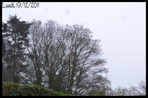 2011-12-19.jpg